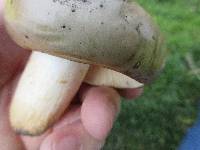 Tricholoma saponaceum image