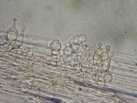 Conocybe tenera image