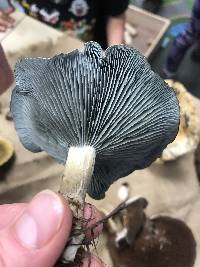 Clitocybe odora image