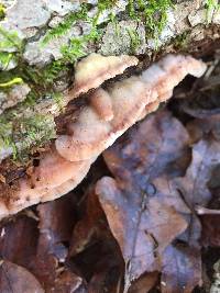 Merulius tremellosus image
