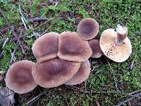 Lactarius hibbardiae image