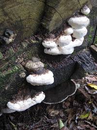 Fomitopsis ochracea image