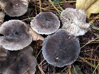 Tricholoma terreum image