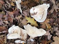 Clitocybe robusta image