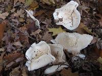 Clitocybe robusta image