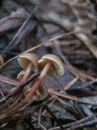 Marasmius cohaerens image