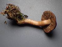 Inocybe leiocephala image