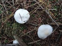 Clitocybe hygrophoroides image