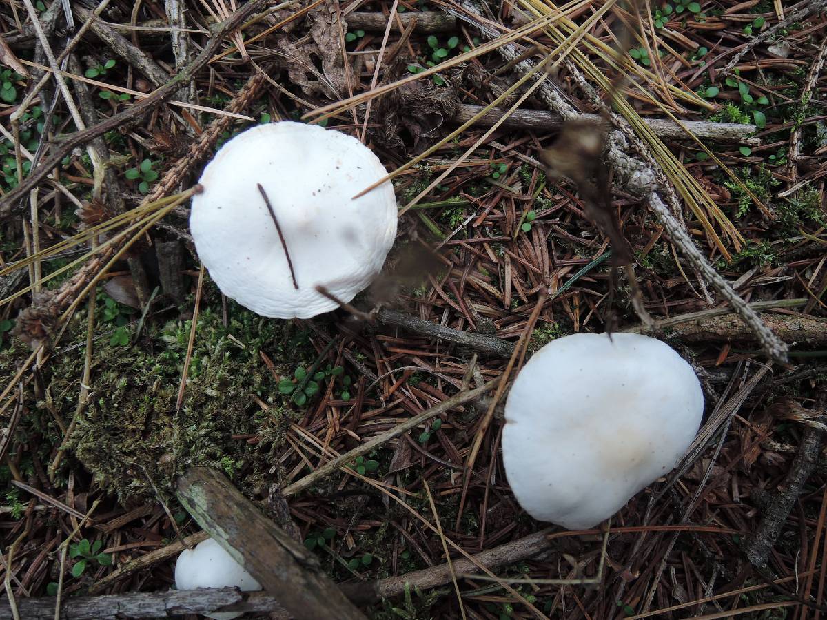 Clitocybe hygrophoroides image