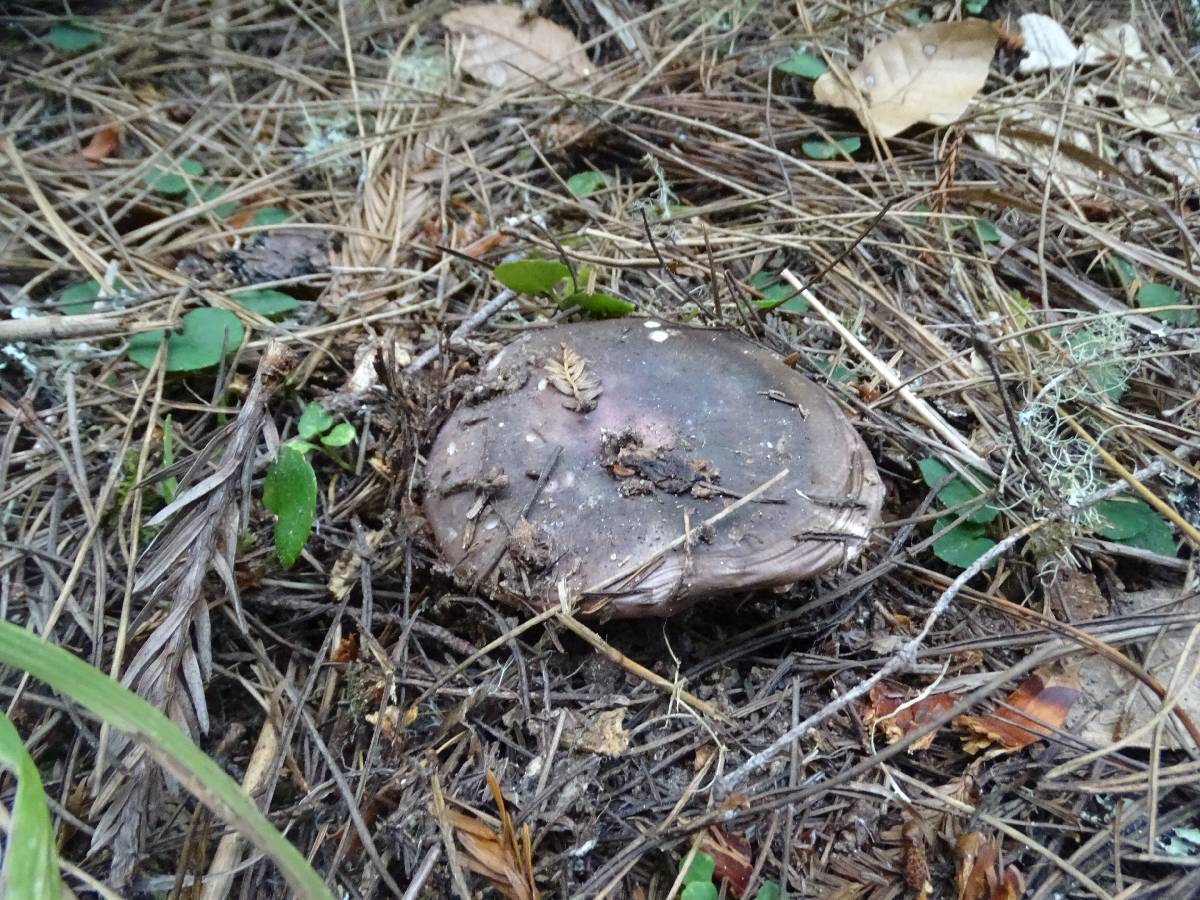 Russula placita image