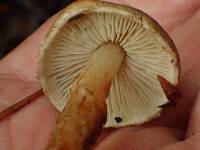 Lepiota grangei image