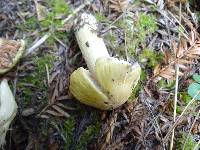 Tricholoma davisiae image