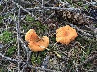 Hygrophoropsis aurantiaca image