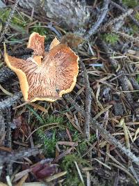 Hygrophoropsis aurantiaca image