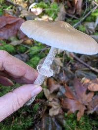 Psathyrella longistriata image