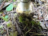 Russula cuprea image