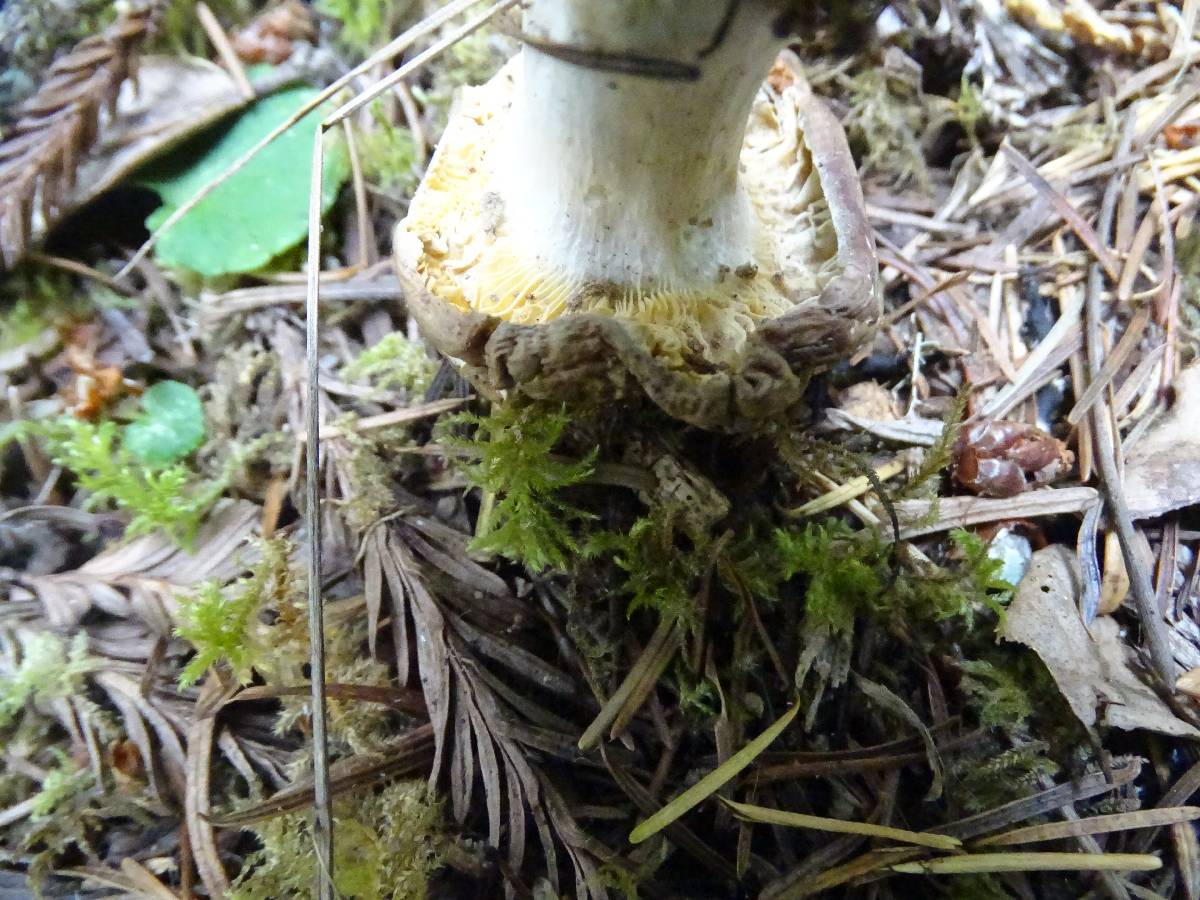 Russula cuprea image