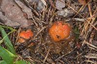 Calostoma cinnabarinum image