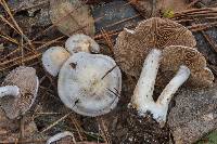 Cortinarius alboviolaceus image