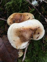 Hygrophorus roseobrunneus image