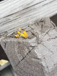 Dacryopinax spathularia image