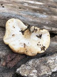 Lentinus tigrinus image