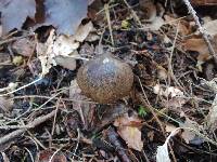 Hygrophorus camarophyllus image