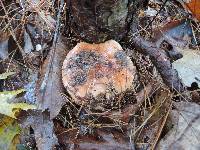 Tricholoma pudorinum image