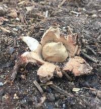 Geastrum rufescens image