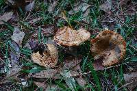 Lactarius vinaceorufescens image