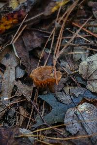 Cortinarius distans image