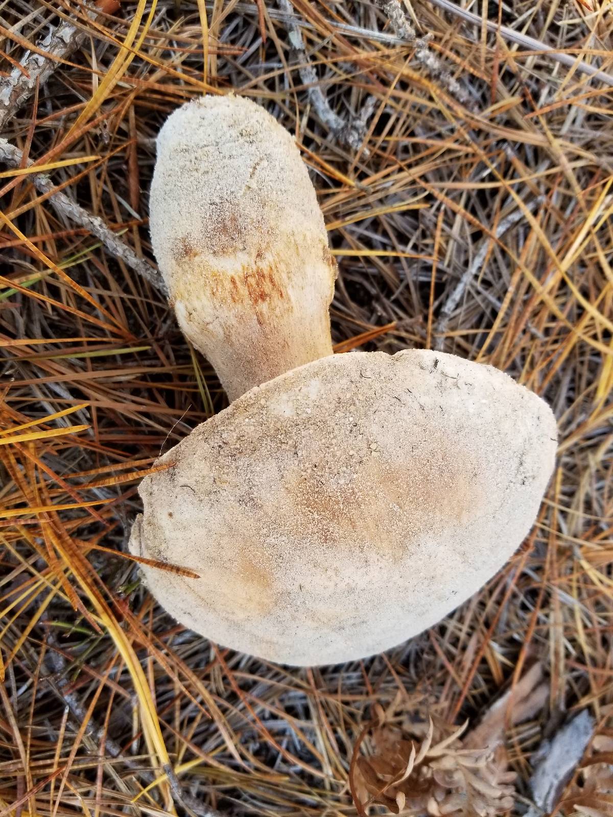 Tricholoma grave image