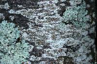 Lecanora hybocarpa image