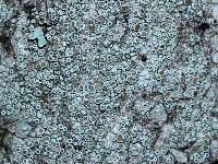 Lecanora hybocarpa image