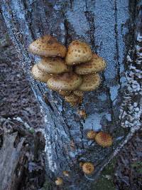 Pholiota limonella image