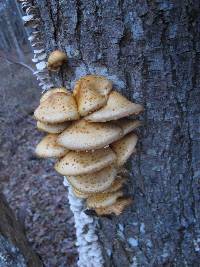 Pholiota limonella image