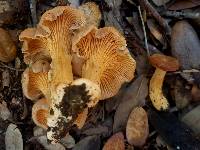 Cantharellus lewisii image