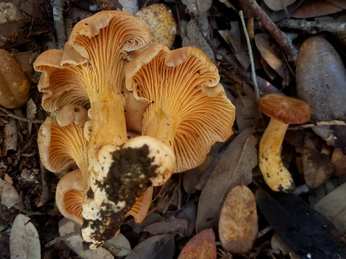 Cantharellus lewisii image