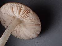 Pluteus brunneidiscus image