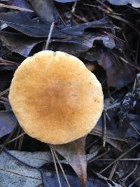 Gyroporus castaneus image