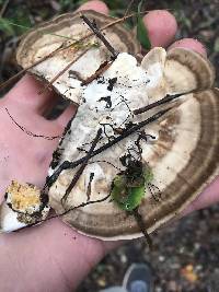 Trametes lactinea image