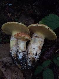 Suillus caerulescens image