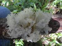 Tremella fuciformis image