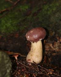 Tylopilus rubrobrunneus image