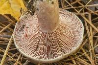 Lactarius paradoxus image