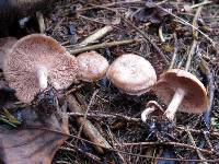 Clitocybe martiorum image