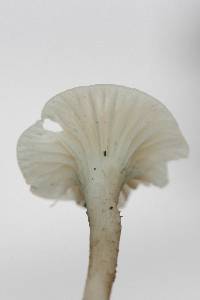 Cuphophyllus virgineus image