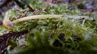 Hygrocybe laeta var. laeta image
