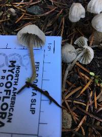 Mycena capillaripes image