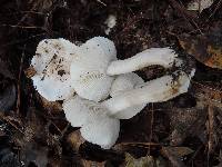 Tricholoma subresplendens image